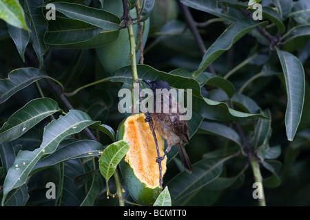 Rot-entlüftet Bulbul (Pycnonotus Cafer) eine Mango zu essen Stockfoto