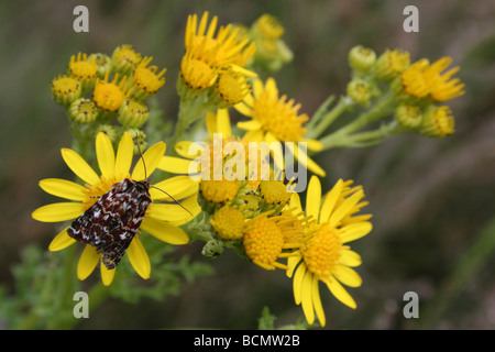 Wahre Liebhaber der Knoten Motte Lycophotia Porphyrea auf Oxford Kreuzkraut Cannock Chase, England, UK Stockfoto