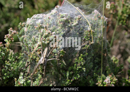 Weibliche Nursery Web Spider Pisaura Mirabilis bewachen ihre seidene Zelt der Jungspinnen Cannock Chase, England, UK Stockfoto