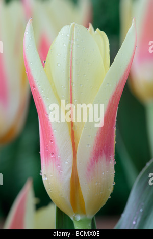 Tulipa "Corona" (Tulip) Kaufmanniana Gruppe Stockfoto