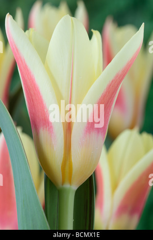 Tulipa "Corona" (Tulip) Kaufmanniana Gruppe Stockfoto