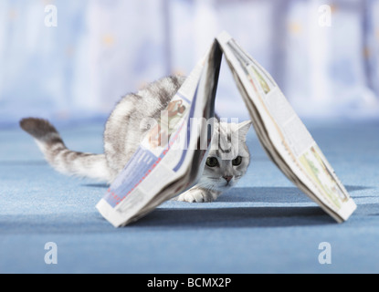 Britisch Kurzhaar Katze peeping Out unter einer Zeitung Stockfoto