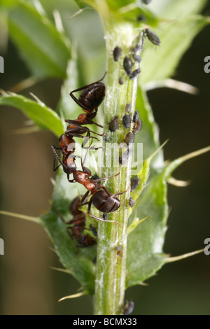 Pferd-Ameisen Blattläuse zu verteidigen. Stockfoto