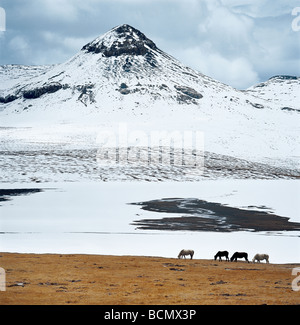 Amdo Grünland im Winter, Amdo County, Tibet, China Stockfoto