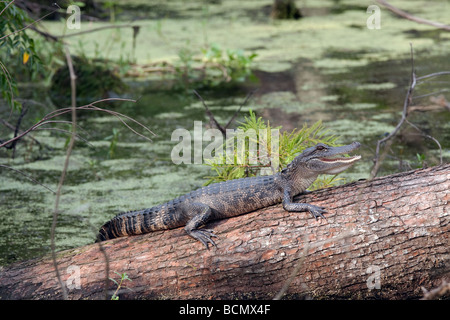 Alligator auf Log mit offenem Mund in Louisiana Bayou Stockfoto