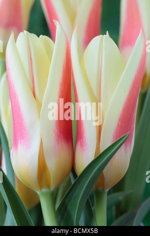 Tulipa "Corona" (Tulip) Kaufmanniana Gruppe Stockfoto