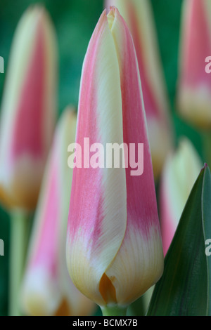 Tulipa "Corona" (Tulip) Kaufmanniana Gruppe Stockfoto