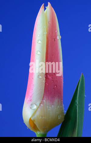 Tulipa "Corona" (Tulip) Kaufmanniana Gruppe Stockfoto