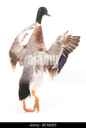 Indian Runner - Flügel ausbreitet - Ausschneiden Stockfoto