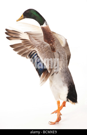 Indian Runner - Flügelschlag - Ausschneiden Stockfoto