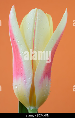 Tulipa "Corona" (Tulip) Kaufmanniana Gruppe Stockfoto