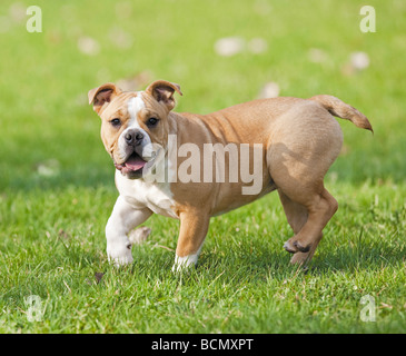 Continental Bulldog - Welpen zu Fuß auf der Wiese Stockfoto