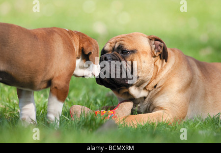 Continental Bulldog mit Welpen auf Wiese Stockfoto