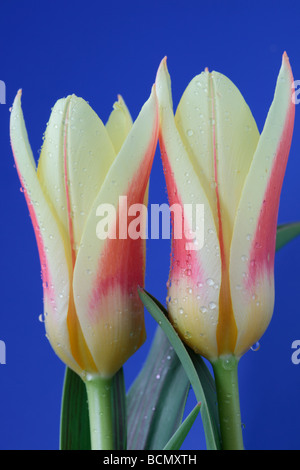 Tulipa "Corona" (Tulip) Kaufmanniana Gruppe Stockfoto