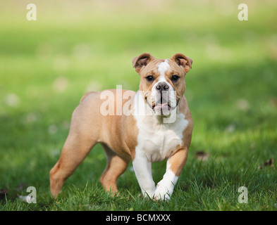 Continental Bulldog - Welpe, stehend auf Wiese Stockfoto