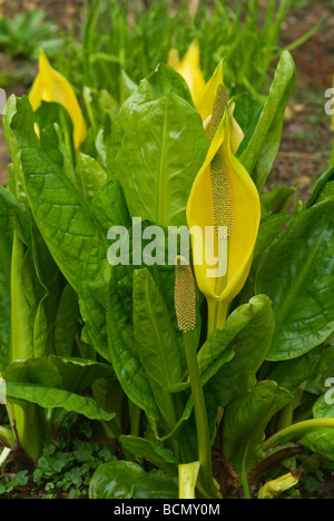 LYSICHITON AMERICANUS AMERIKANISCHER SKUNK CABBAGE Stockfoto