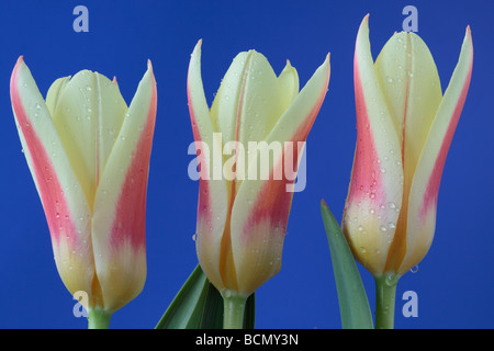 Tulipa "Corona" (Tulip) Kaufmanniana Gruppe Stockfoto