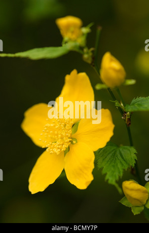 KERRIA JAPONICA GOLDEN GUINEA BLUME DETAIL Stockfoto