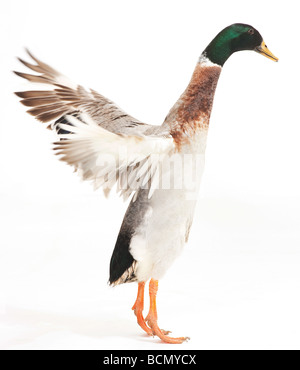Indian Runner - Flügelschlag - Ausschneiden Stockfoto