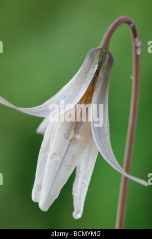 Erythronium Dens-Canis var. nix (des Hundes-Zahn violett, Forelle Lilie.) Stockfoto