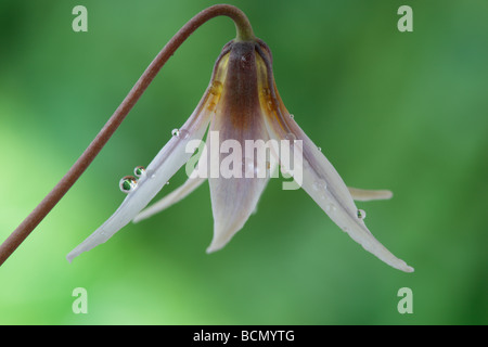 Erythronium Dens-Canis var. nix (des Hundes-Zahn violett, Forelle Lilie.) Stockfoto