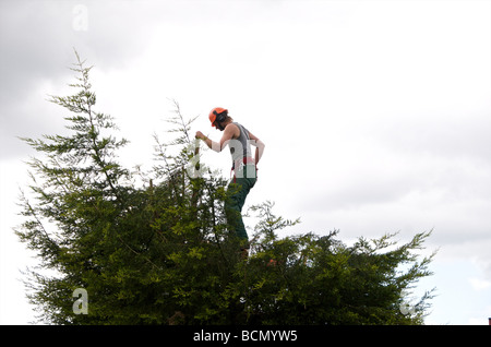 Baumpfleger schneiden Hecke Stockfoto