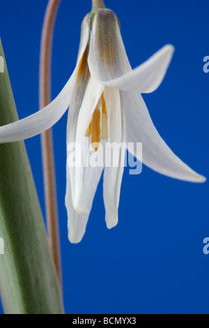 Erythronium Dens-Canis var. nix (des Hundes-Zahn violett, Forelle Lilie.) Stockfoto