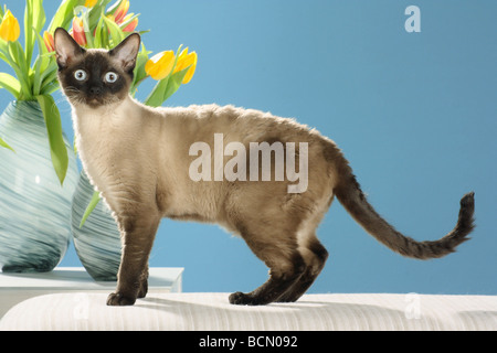 German Rex-Katze - neben Blumen Stockfoto