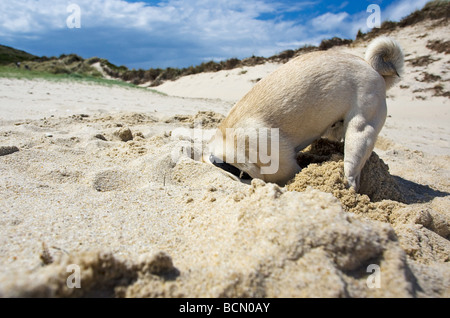 Mops - Welpen, die ein Loch in den Sand Graben Stockfoto