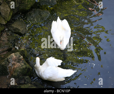 Zwei Schwäne schwimmen gemeinsam im Teich Reflexionen von den Bäumen auf der Wasseroberfläche. Stockfoto