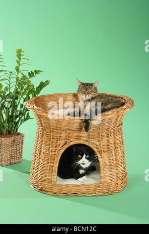 zwei Hauskatzen in Korb Stockfoto