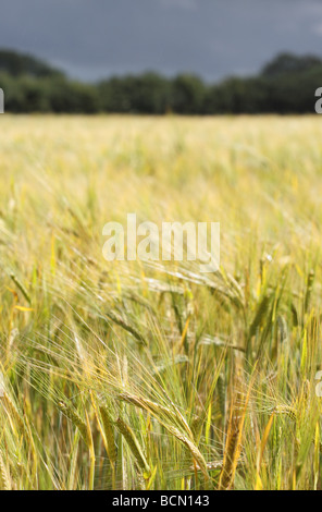 Hafer ein Ackerkulturen Feld im Juli Somerset England mit Sommer Gewitterwolken Stockfoto