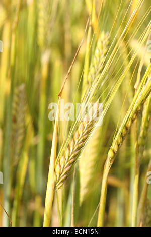 Hafer ein Ackerkulturen Feld im Juli Somerset England Stockfoto