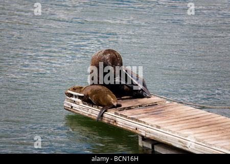 Robben sonnen sich auf der Anklagebank in Kapstadt Hafen, Victoria & Alfred Waterfront, South Africa Stockfoto