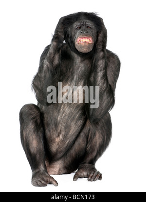 Keine bösen Affen, Mischling zwischen Schimpanse und Bonobo, 20 Jahre alt, vor einem weißen Hintergrund zu hören Stockfoto