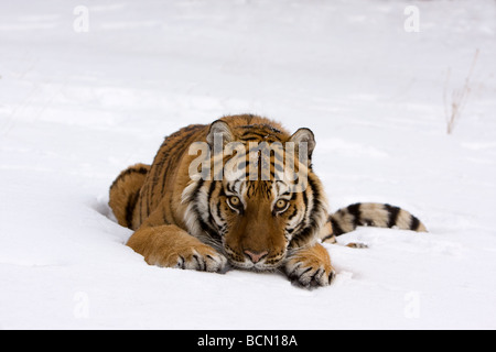 Tiger im Schnee Stockfoto