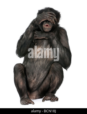 Keine bösen Affen, Mischling zwischen Schimpanse und Bonobo, 20 Jahre alt, vor einem weißen Hintergrund zu sehen Stockfoto