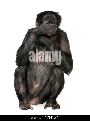 Sprechen Sie keine bösen Affen, Mischling zwischen Schimpanse und Bonobo, 20 Jahre alt, vor einem weißen Hintergrund Stockfoto