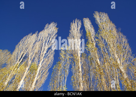 Silberpappel Bäume Strecken in den Himmel, Tashkurgan Tajik autonome Grafschaft, Kashgar Präfektur, Xinjiang Uyghur autonome Stockfoto