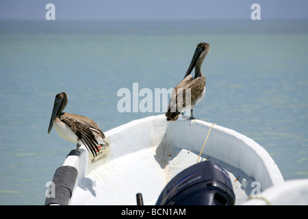 Zwei braune Pelikane Pelecanus Occidentalis thront auf einem Boot der Insel Holbox, Quintana Roo, Halbinsel Yucatán, Mexiko, Stockfoto