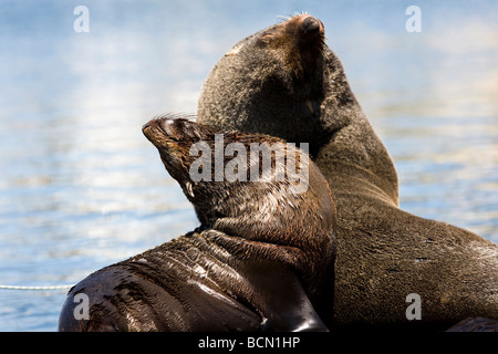 Robben im Herzen von Kapstadts Hafen, Victoria & Alfred Waterfront, South Africa Stockfoto