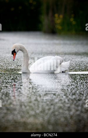 Höckerschwan auf einem ruhigen See Stockfoto