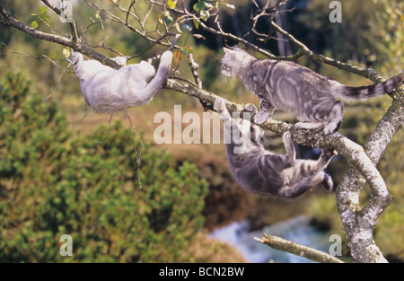 drei Britisch Kurzhaar-Katzen klettern am Baum Stockfoto