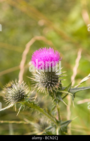 Ein lila Distel Blumen in Schottland. Dies ist der Bull Distel (Cirsium Vulgare). Stockfoto