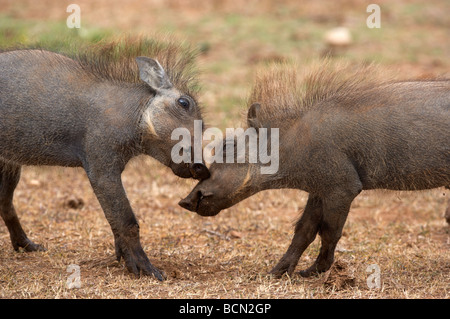 Junge Warzenschweine im Spiel, Addo Elephant National Park Stockfoto