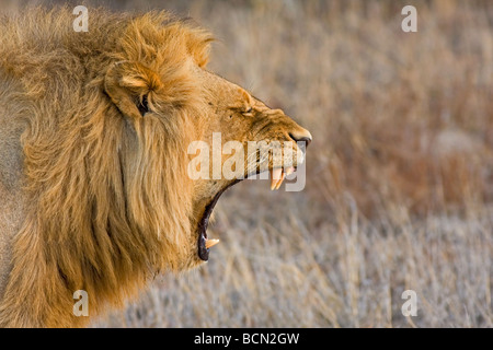 Ein junger männlicher Löwe (Panthera Leo) gähnt, wie er in der frühen Morgensonne aufwacht Stockfoto