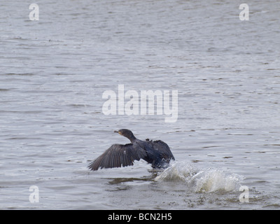 Kormoran Phalacrocorax Carbo ausziehen aus dem Wasser Stockfoto