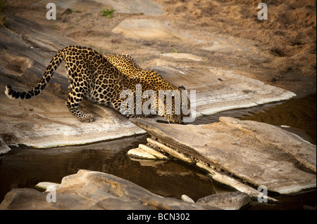 Leopard (Panthera Pardus) mit zehn Monate alten Jungen trinken aus Talek River Stockfoto