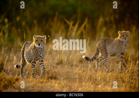 Fünf Monate alten Geparden (Acynonyx Jubatus) Jungtiere zu Fuß im frühen Morgenlicht Stockfoto