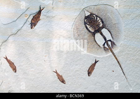 Stingray fossilen Heliobatis Bogenmaß und Fisch Fossilien Diplomystus Dentatus Green River Formation, Wyoming, USA Stockfoto